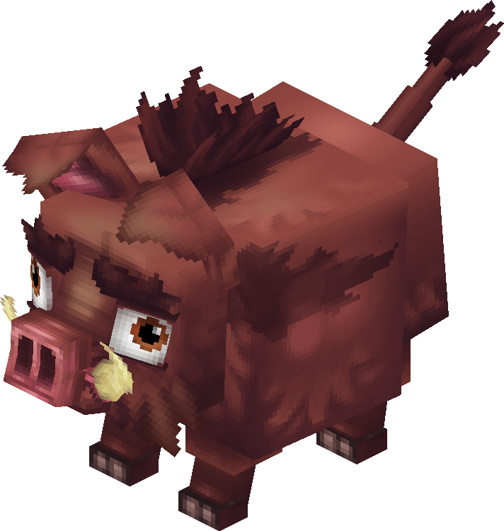 Boar